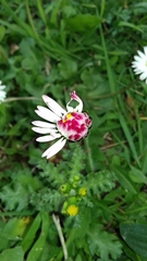 Bellis perennis