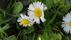Bellis perennis