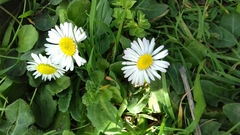 Bellis perennis