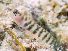 Semiscaled Goby photo 1