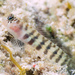 Semiscaled Goby - Photo (c) Dan Schofield, some rights reserved (CC BY), uploaded by Dan Schofield