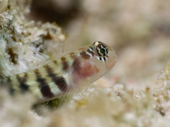Semiscaled Goby photo 4
