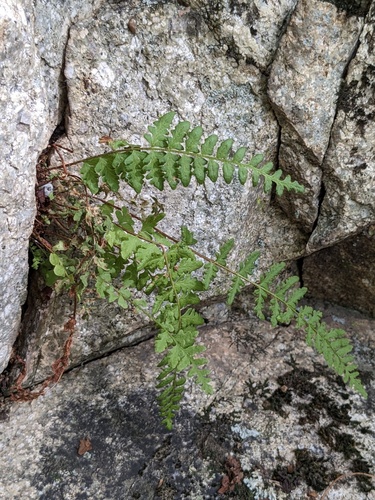Korean woodsia (Woodsia subcordata)
