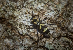 Chlorophorus curtisi