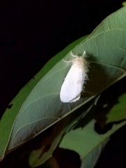 Erebidae