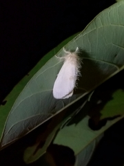 Erebidae
