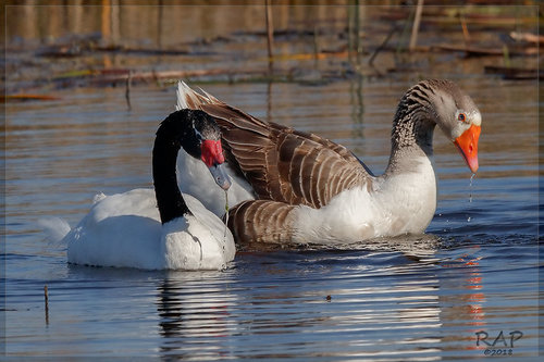 Black-necked Swan