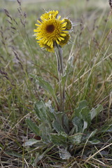 Tephroseris yukonensis