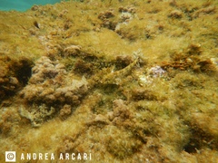 Lipophrys trigloides