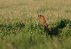 Marmota bobak