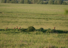 Marmota bobak