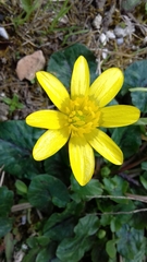 Ficaria verna