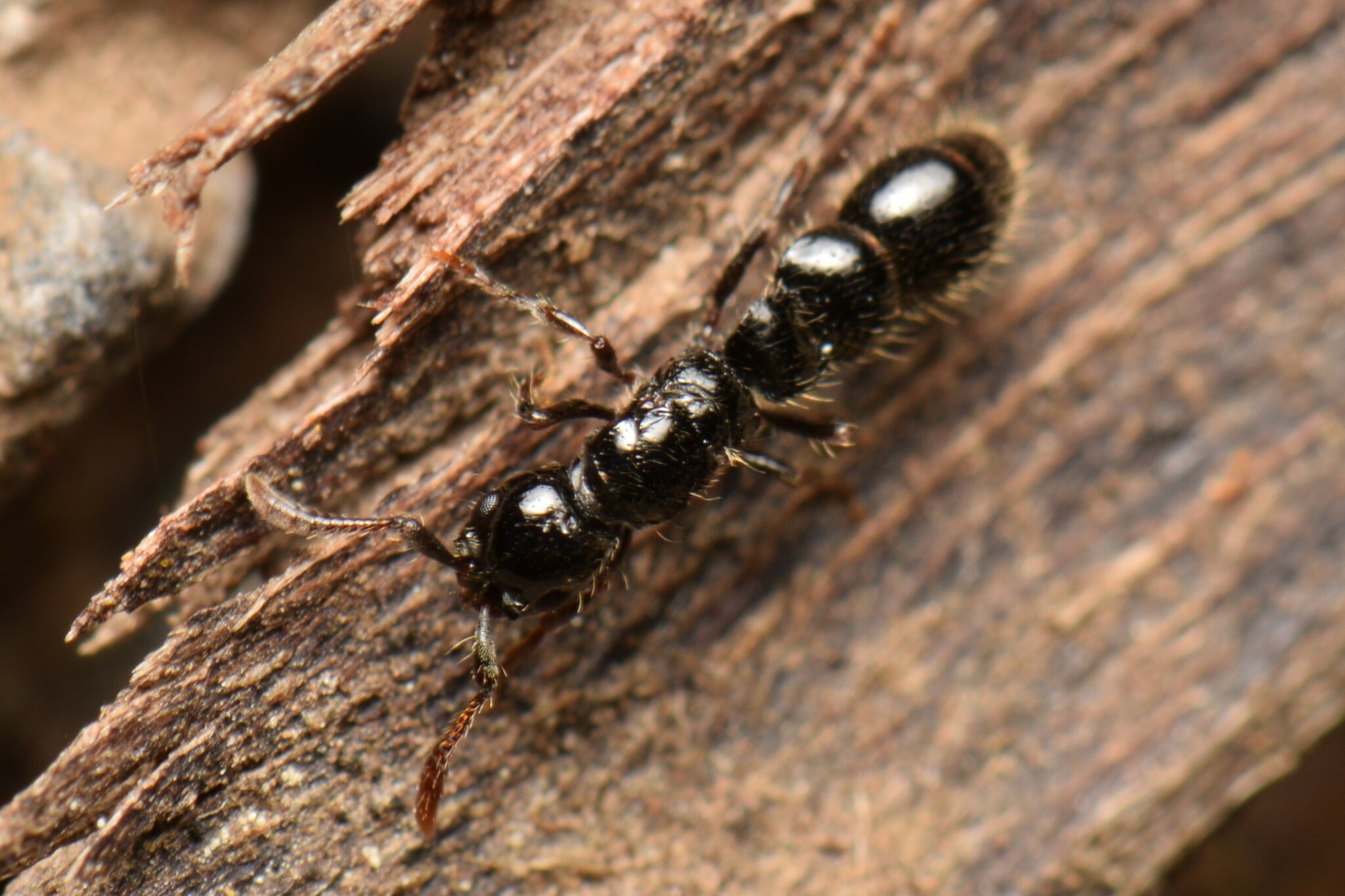 Lioponera larvata
