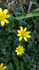 Ficaria verna