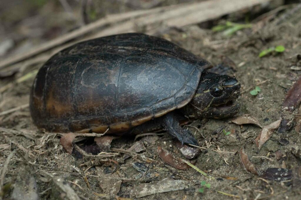 Striped Mud Turtle in July 2009 by Moses Michelsohn · iNaturalist