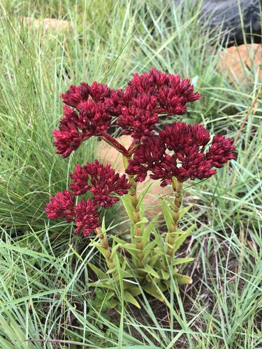 grassland red crassula