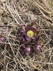 Helleborus purpurascens