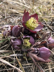 Helleborus purpurascens
