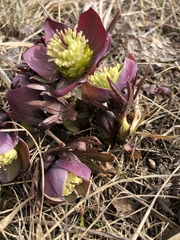 Helleborus purpurascens