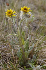Tephroseris yukonensis