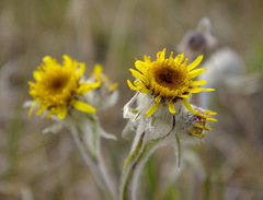 Tephroseris yukonensis