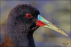Plumbeous Rail photo 2