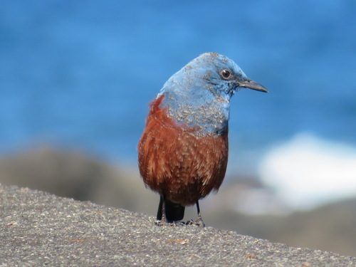 Blue Rock-Thrush