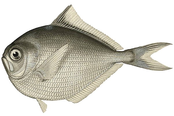 Bigtooth Pomfret