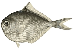 Bigtooth Pomfret photo 1