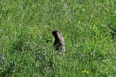 Marmota kastschenkoi