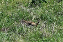 Marmota kastschenkoi