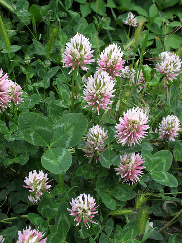 Caucasian Clover