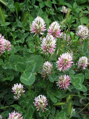 Trifolium ambiguum