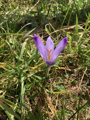 Crocus heuffelianus