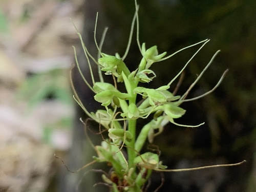 Peristylus calcaratus iNat (1)