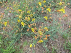 Erythrostemon caudatus