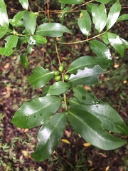 Tricalysia capensis transvaalensis