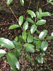Tricalysia capensis transvaalensis
