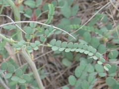 Erythrostemon caudatus