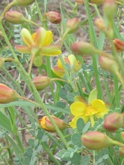 Erythrostemon caudatus