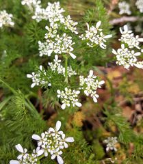 Scandix pecten-veneris
