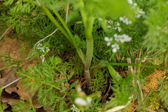 Scandix pecten-veneris