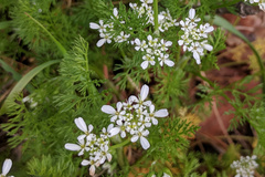 Scandix pecten-veneris