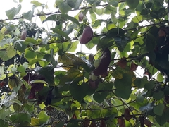 Aristolochia gigantea