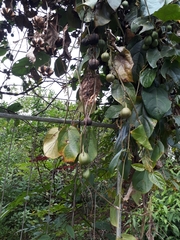 Aristolochia acuminata