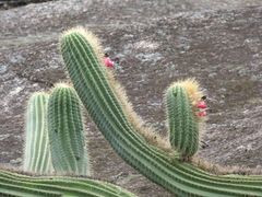 Coleocephalocereus fluminensis