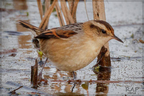 Wren-like Rushbird