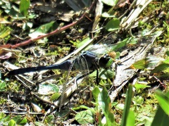 Erythemis simplicicollis image