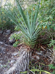 Agave sisalana