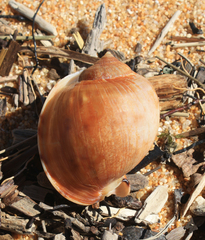 Semicassis pyrum